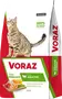 Foto de Voraz Gato Adulto