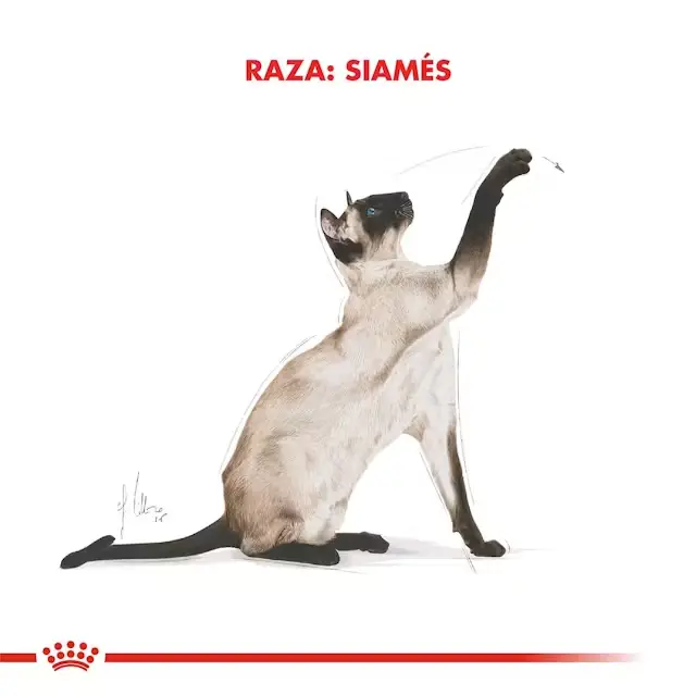 Foto de Royal Canin Siamese Adulto