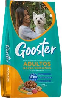 Foto de Gooster Prros Adultos de Razas Pequeñas