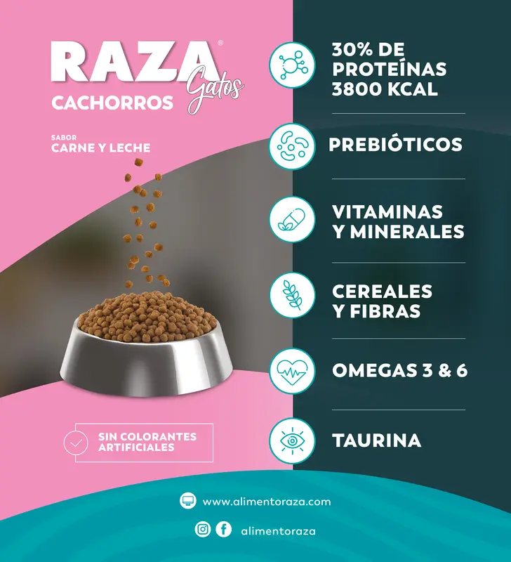 Foto de Raza Gatitos